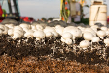 Zrywanie pieczarek – stabilna praca bez doświadczenia!