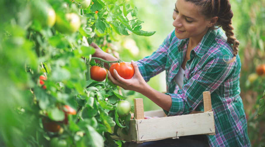 Zapylanie pomidorów i ogórków w Holandii