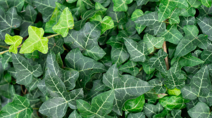 Praca przy pielęgnacji pnących roślin ozdobnych
