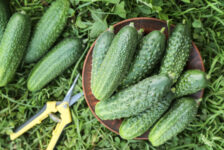 Zbiór ogórków w Holandii