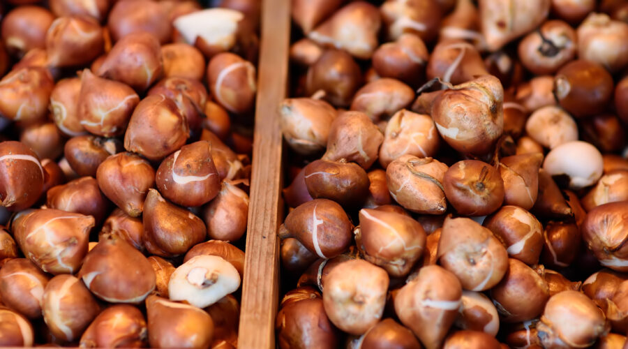 Chcesz pracować w Holandii przy cebulkach kwiatowych?