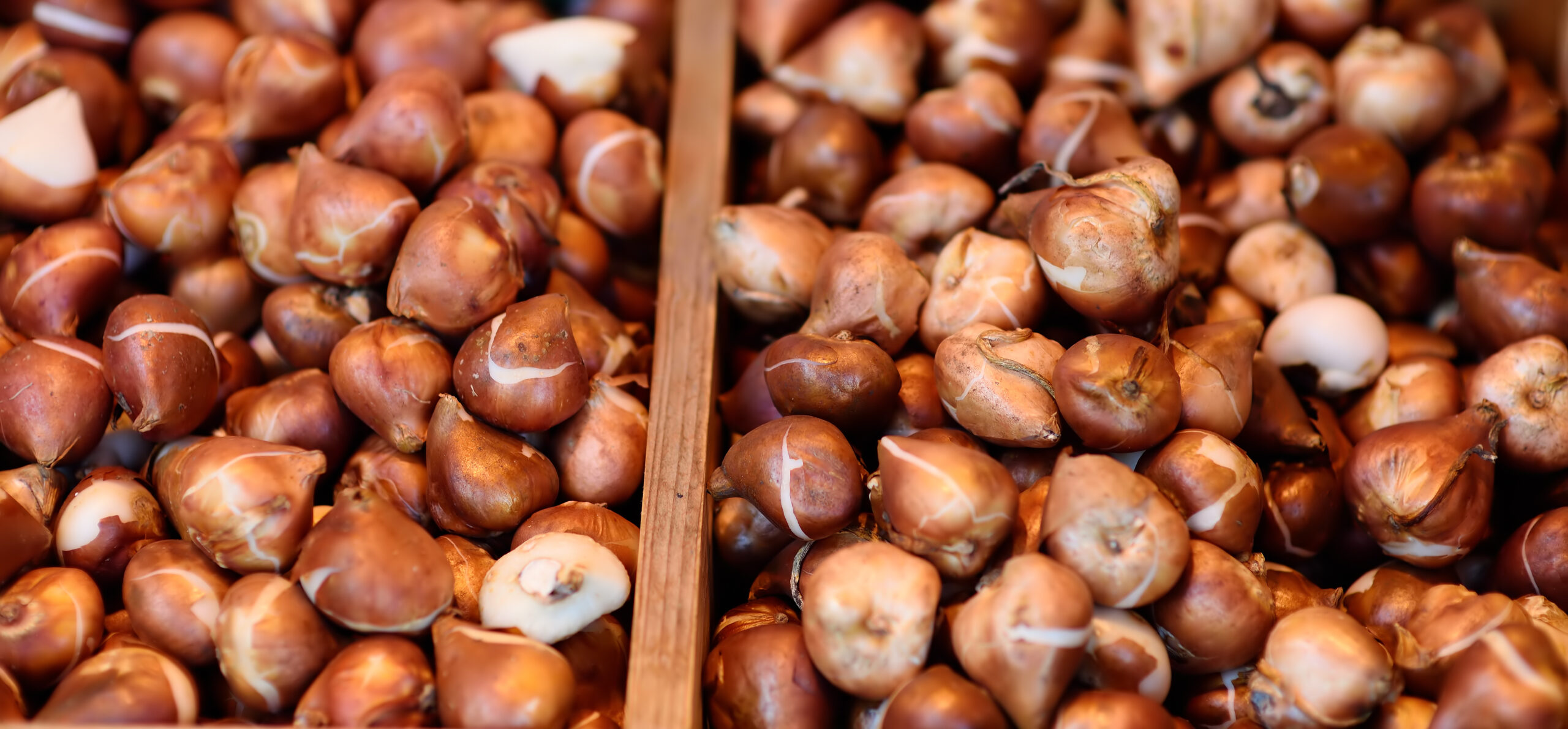 Chcesz pracować w Holandii przy cebulkach kwiatowych?