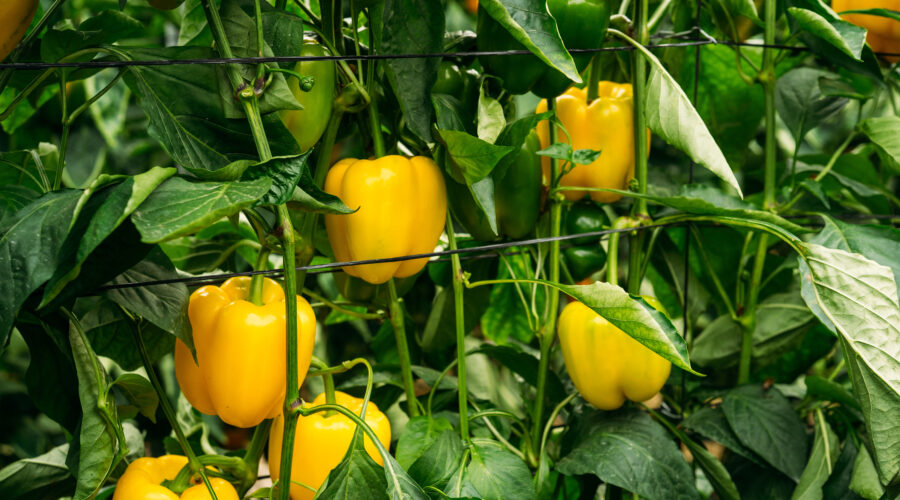 Zbiór papryki w Holandii