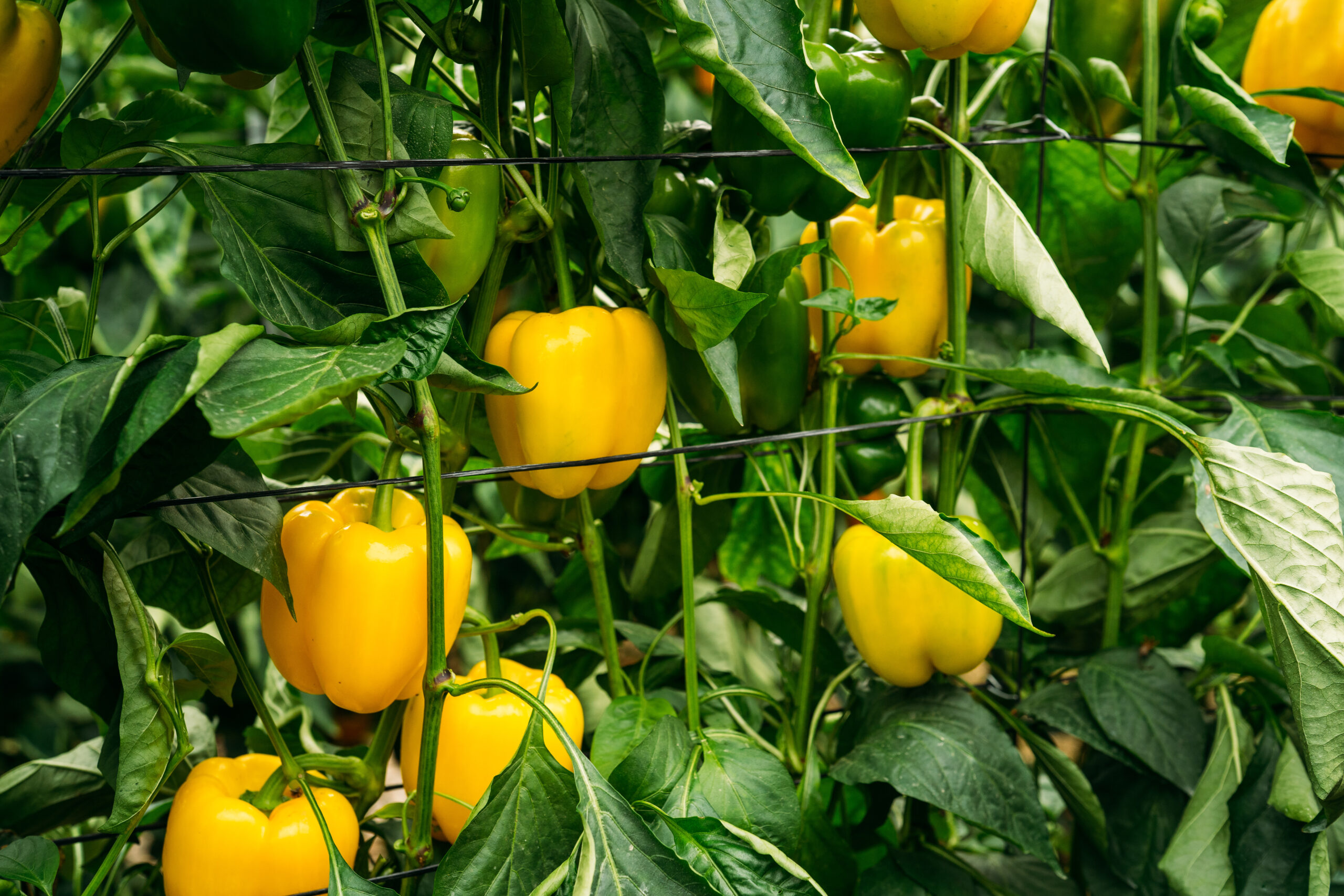 Zbiór papryki w Holandii, od zaraz!