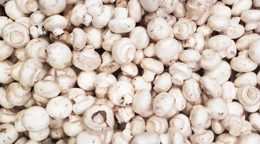 Zbiór pieczarek w Holandii. Sortowanie i pakowanie!