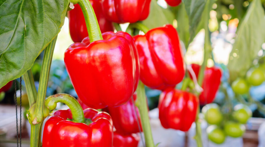 Zbiór i pielęgnacja papryki – od kwietnia!