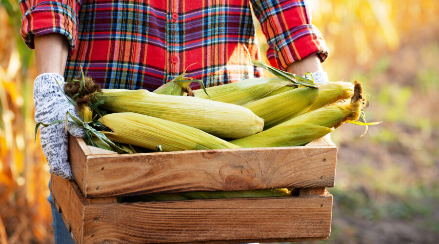 Praca fizyczna na produkcji kukurydzy – bez doświadczenia i języka!