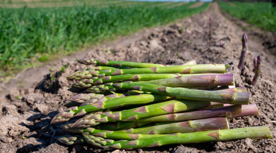 Zbiór szparagów – praca od kwietnia!