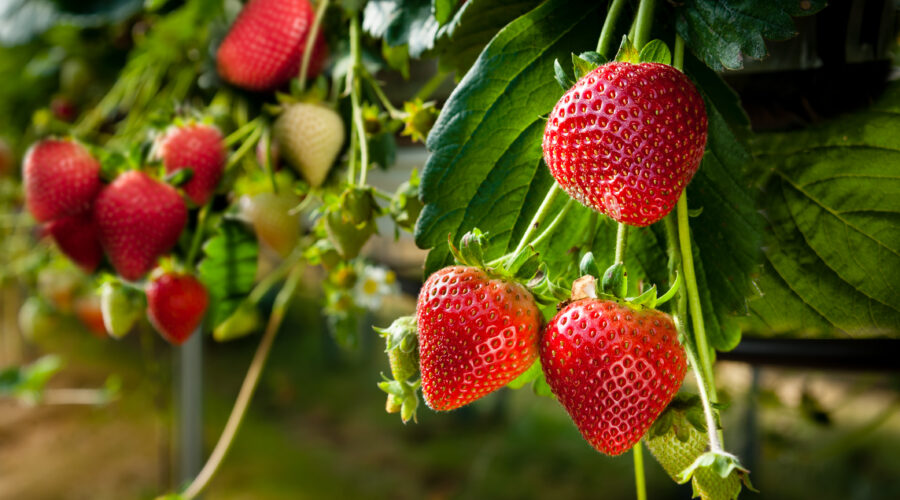 Praca przy zbiorze truskawki wiszącej – od kwietnia!