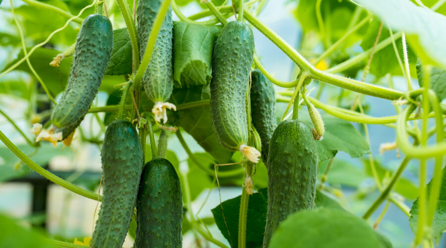 Zbiór oraz pielęgnacja ogórków