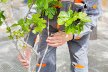 Sadzenie drzewek owocowych w Holandii! Praca od zaraz!