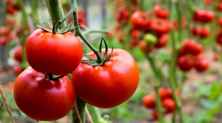 Zbiór pomidorów w Holandii, praca od zaraz!