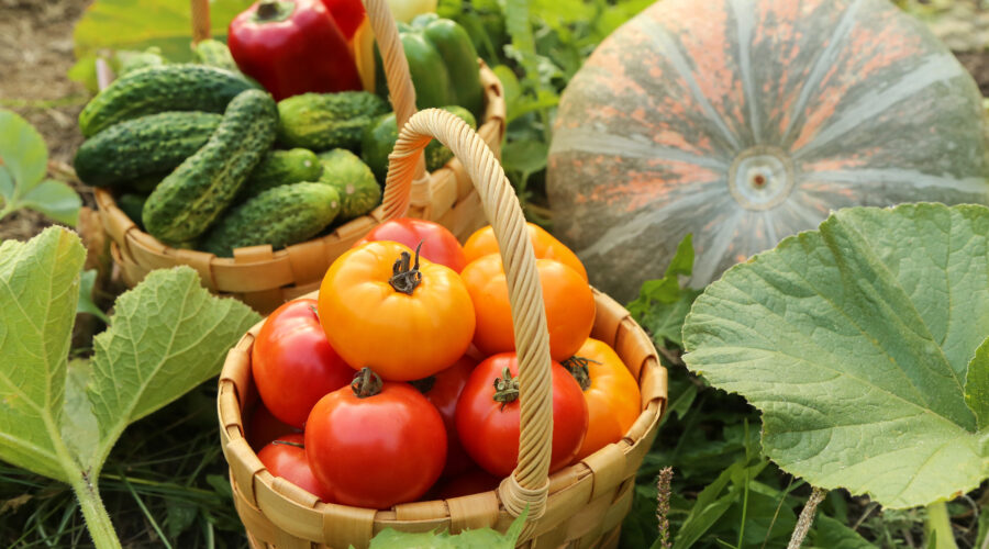 Pracuj z nami w Holandii przy zbiorze ogórków i pomidorów!