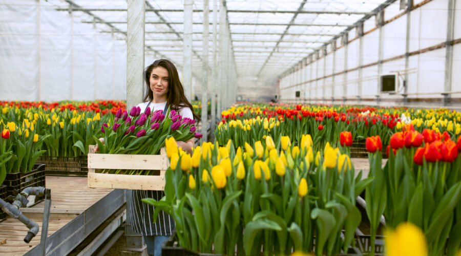 Praca, która rozkwita! Sortowanie cebulek tulipanów, od zaraz!