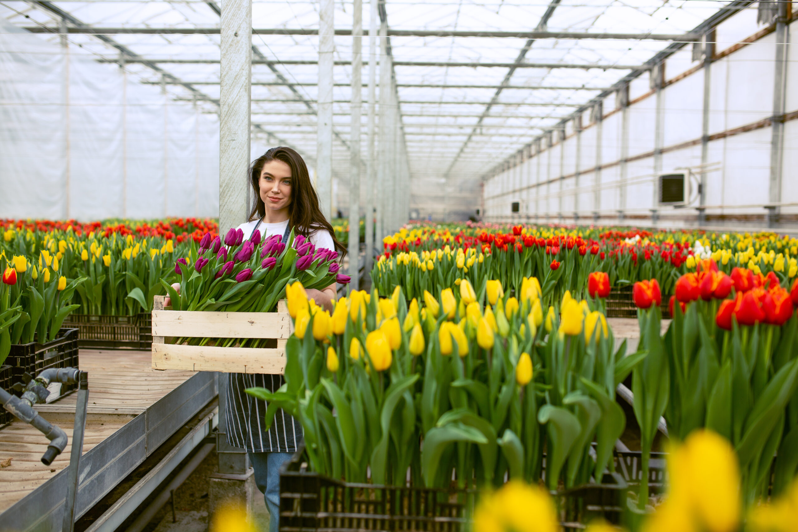 Praca, która rozkwita! Sortowanie cebulek tulipanów, od zaraz!