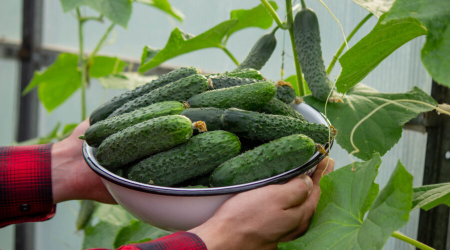 Pracuj z nami w Holandii przy zbiorze ogórków!