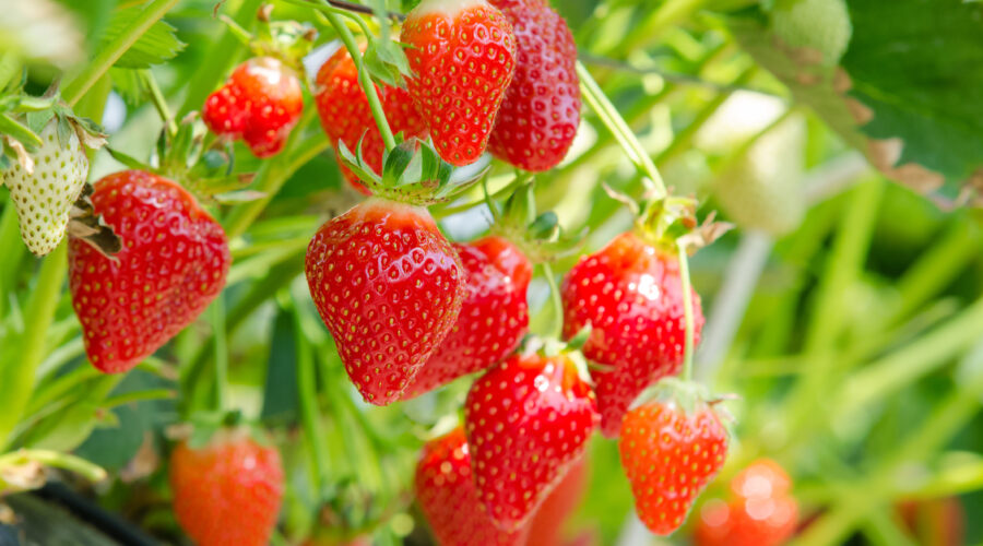 Praca przy zbiorze truskawek wiszących w Holandii!