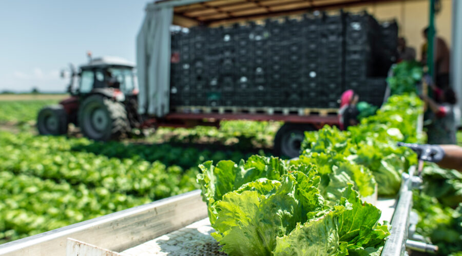 Pakowanie i sortowanie warzyw w Holandii, od kwietnia!