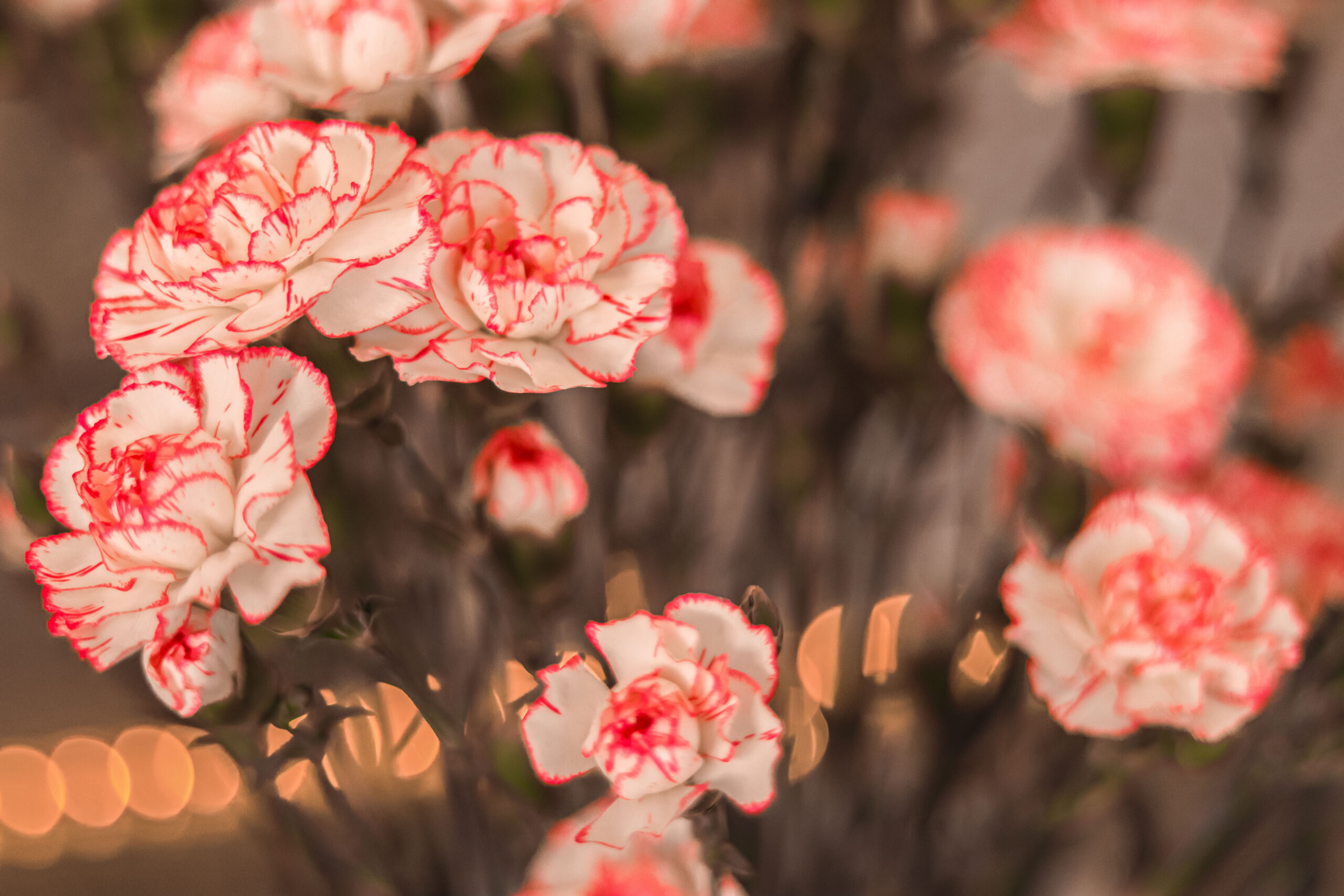 Szkółka roślin doniczkowych w Holandii!