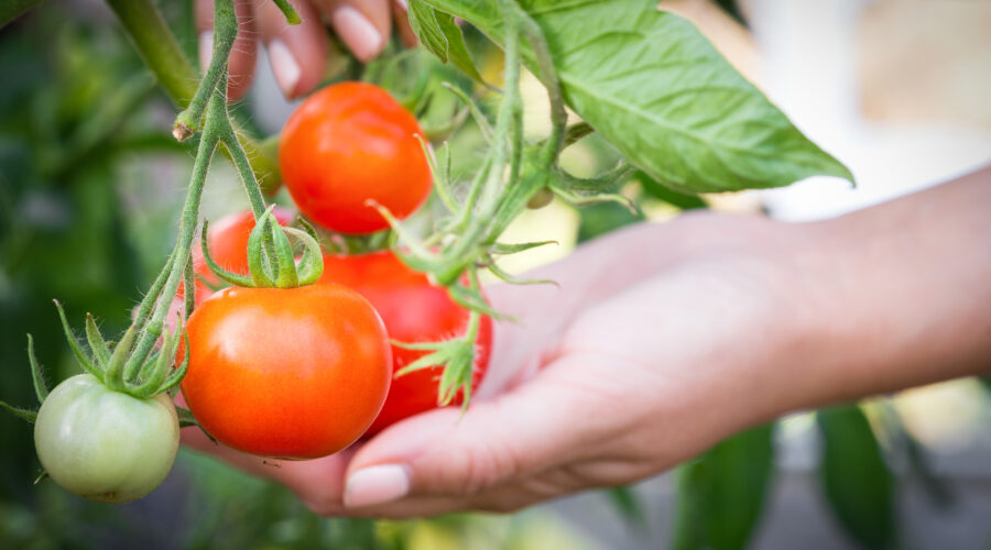 Pielęgnacja i zbiór pomidorów w szklarni