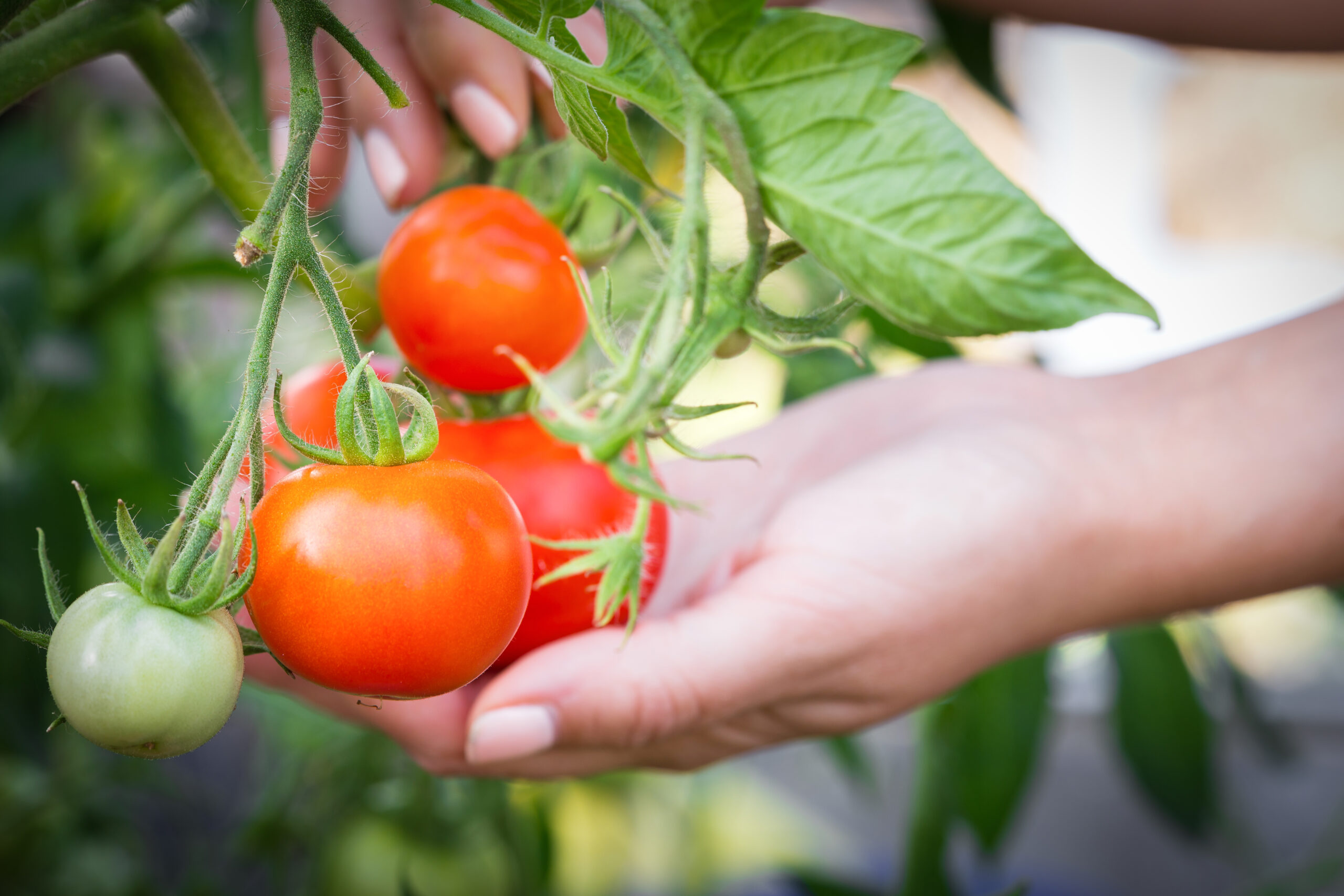 Pielęgnacja i zbiór pomidorów w szklarni