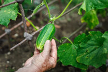 Zbiór ogórków w Holandii! Praca od zaraz!