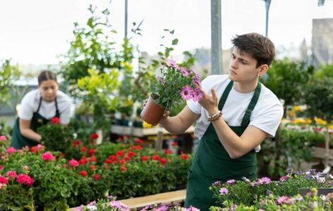 Jak wygląda praca przy kwiatach w Holandii?