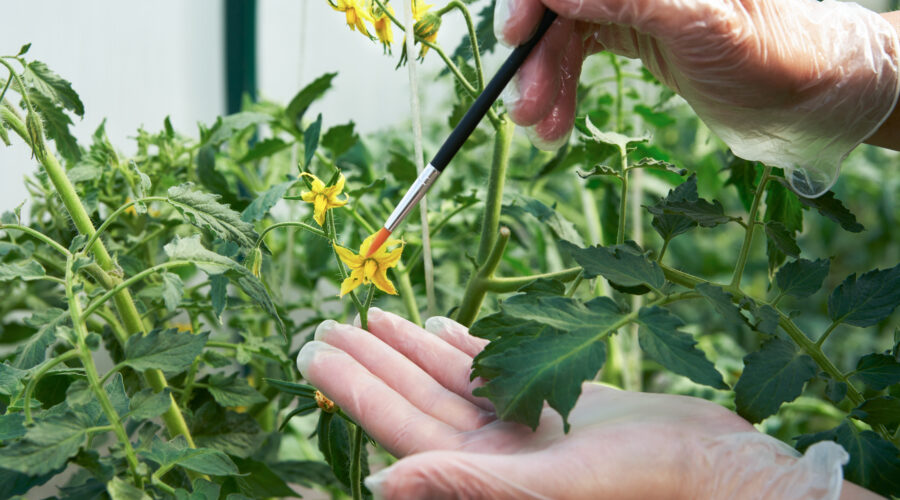 Pracuj przy zapylaniu pomidorów w Holandii, od zaraz!
