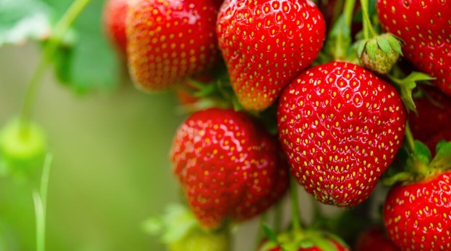 Słodka praca przy truskawkach w Holandii! Możliwość rozwoju!