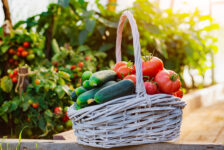 Praca przy zbiorze warzyw w Holandii!