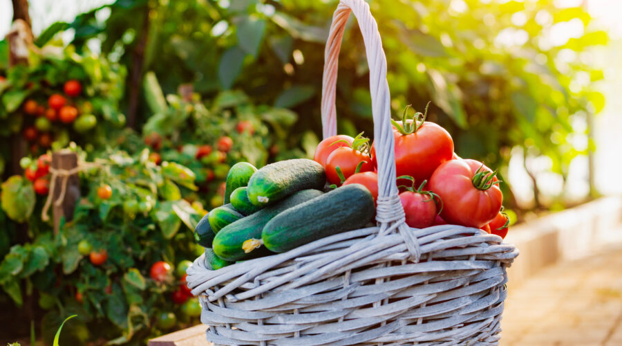 Praca przy zbiorze warzyw w Holandii, od zaraz!