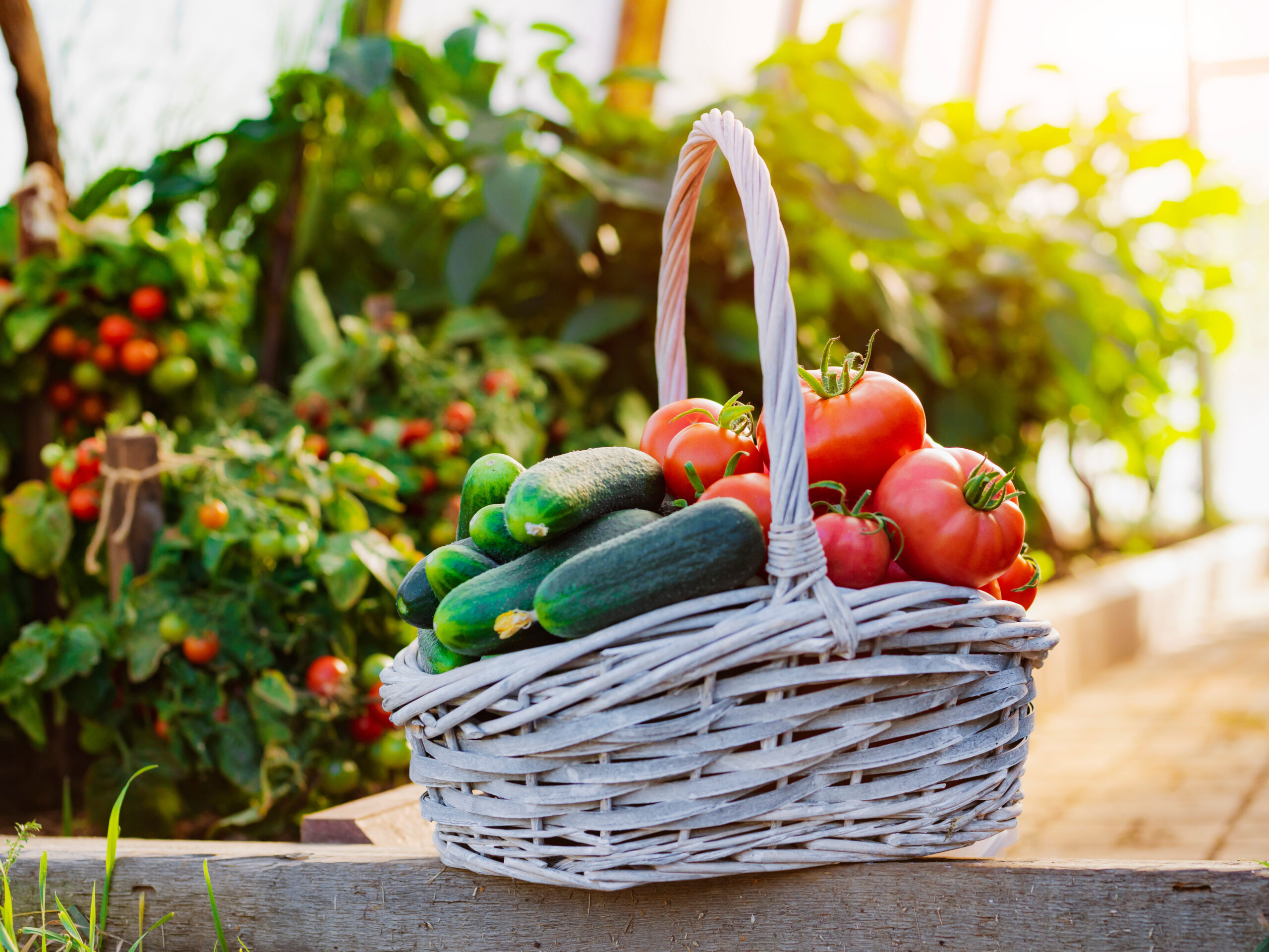 Praca przy zbiorze warzyw w Holandii, od zaraz!