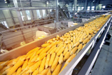 Pracuj przy produkcji kukurydzy – bez doświadczenia i języka!