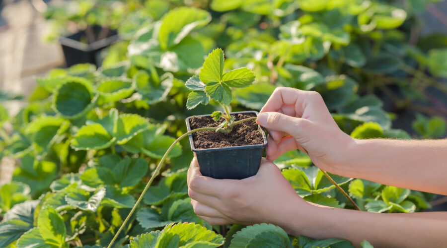 Pracuj przy wiązaniu sadzonek w Holandii i zarabiaj!