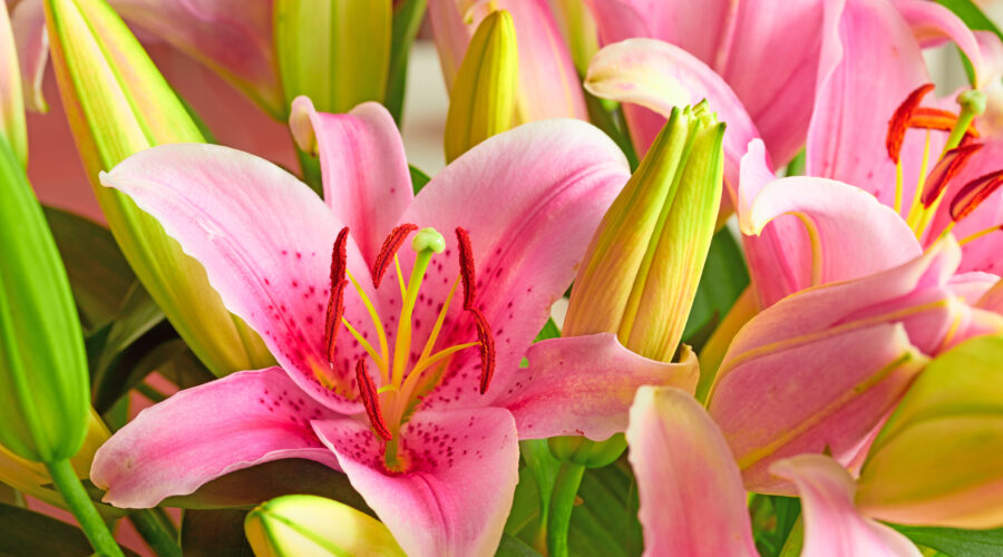 Znasz angielski? Pracuj przy pięknych liliach w Holandii!