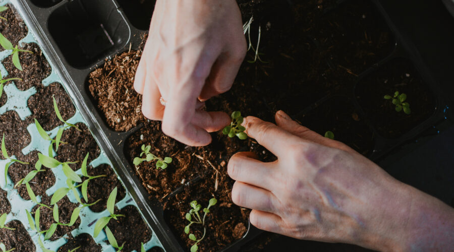 Praca w ogrodnictwie w Holandii, bez języka i doświadczenia!