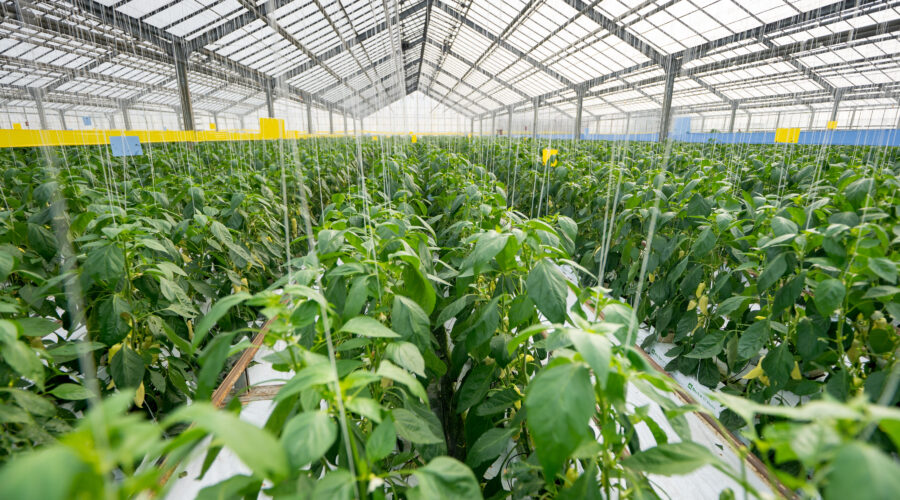 Owijanie pędów papryki, Holandia, od zaraz!