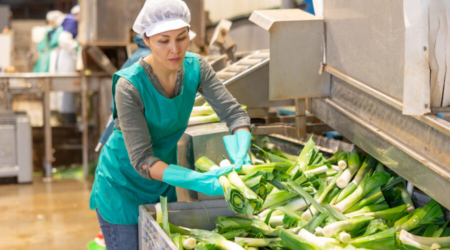 Pracuj przy produkcji warzyw w Holandii! Bez doświadczenia i języka!