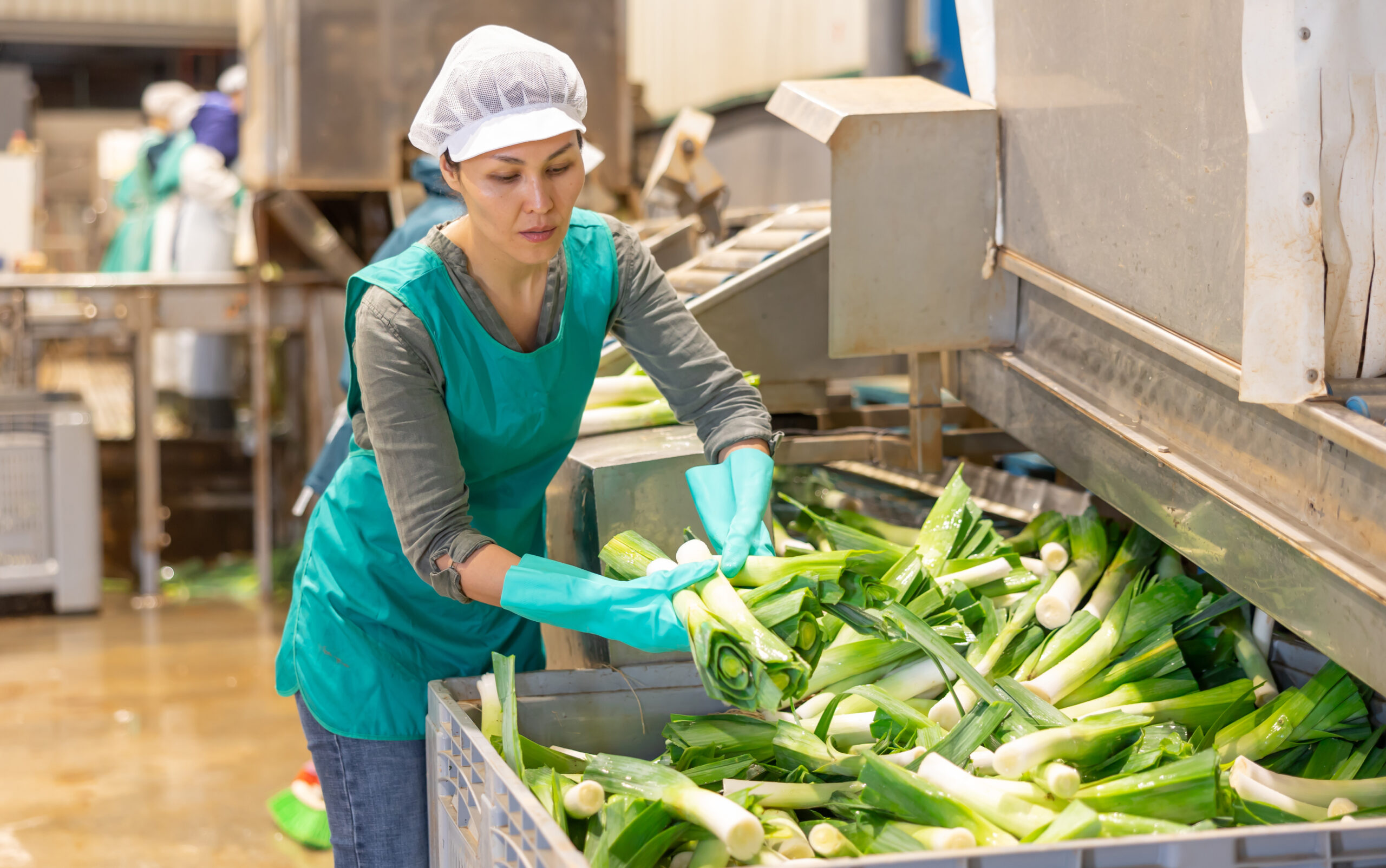 Pracuj przy produkcji warzyw w Holandii! Bez doświadczenia i języka!