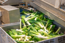 Обробка овочів у Нідерландах – робота вже зараз!