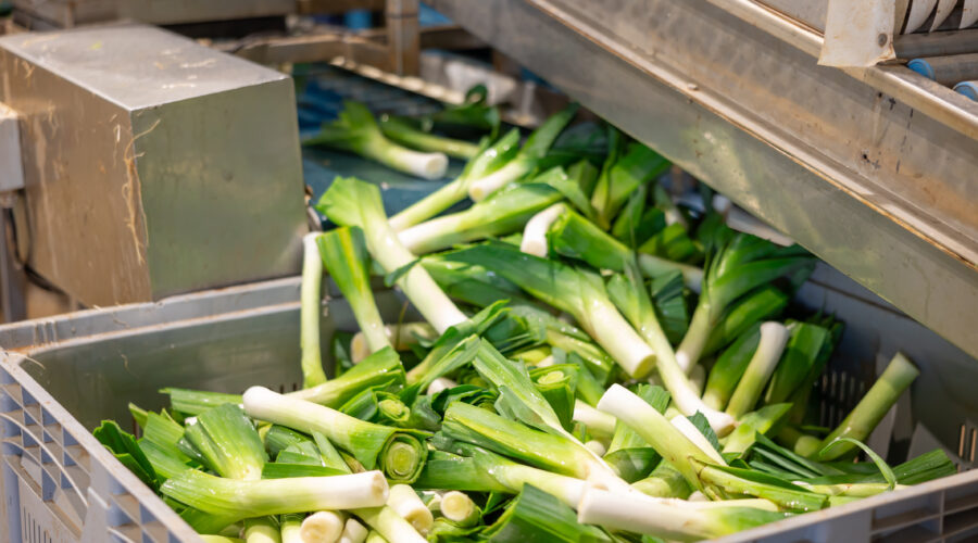 Обробка овочів у Нідерландах – робота вже зараз!